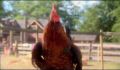 dr dolittle 3-avi_459.jpg